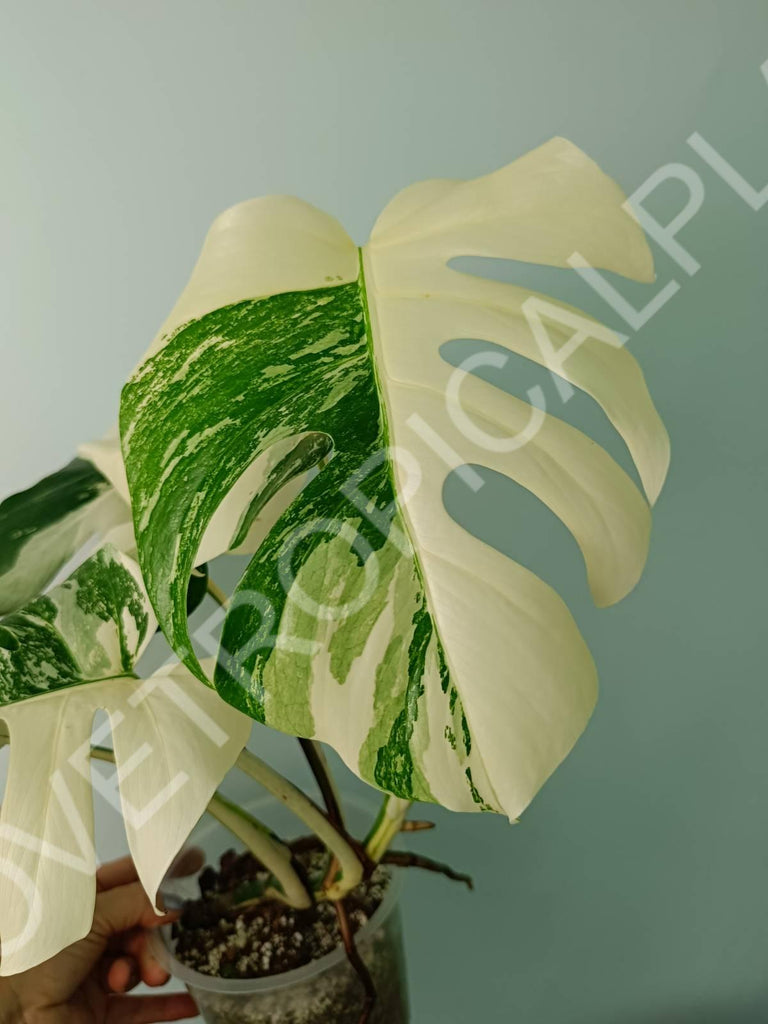 Monstera variegata albo