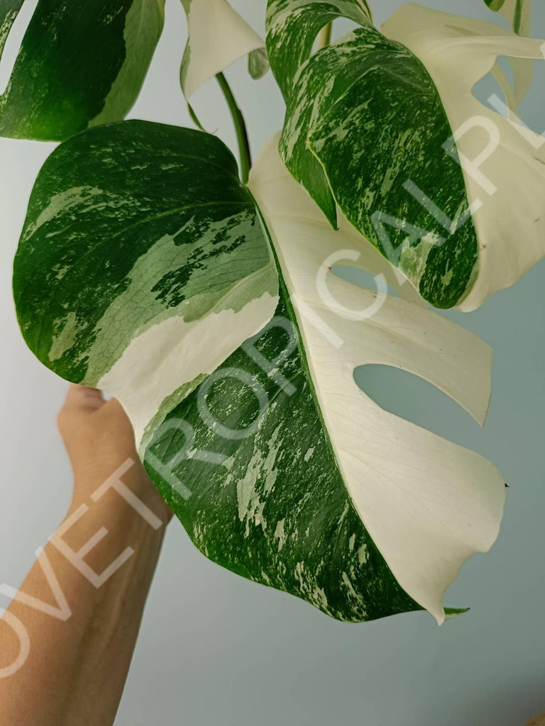 Monstera variegata albo