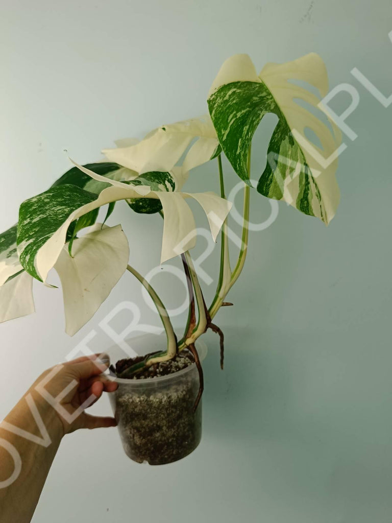 Monstera variegata albo