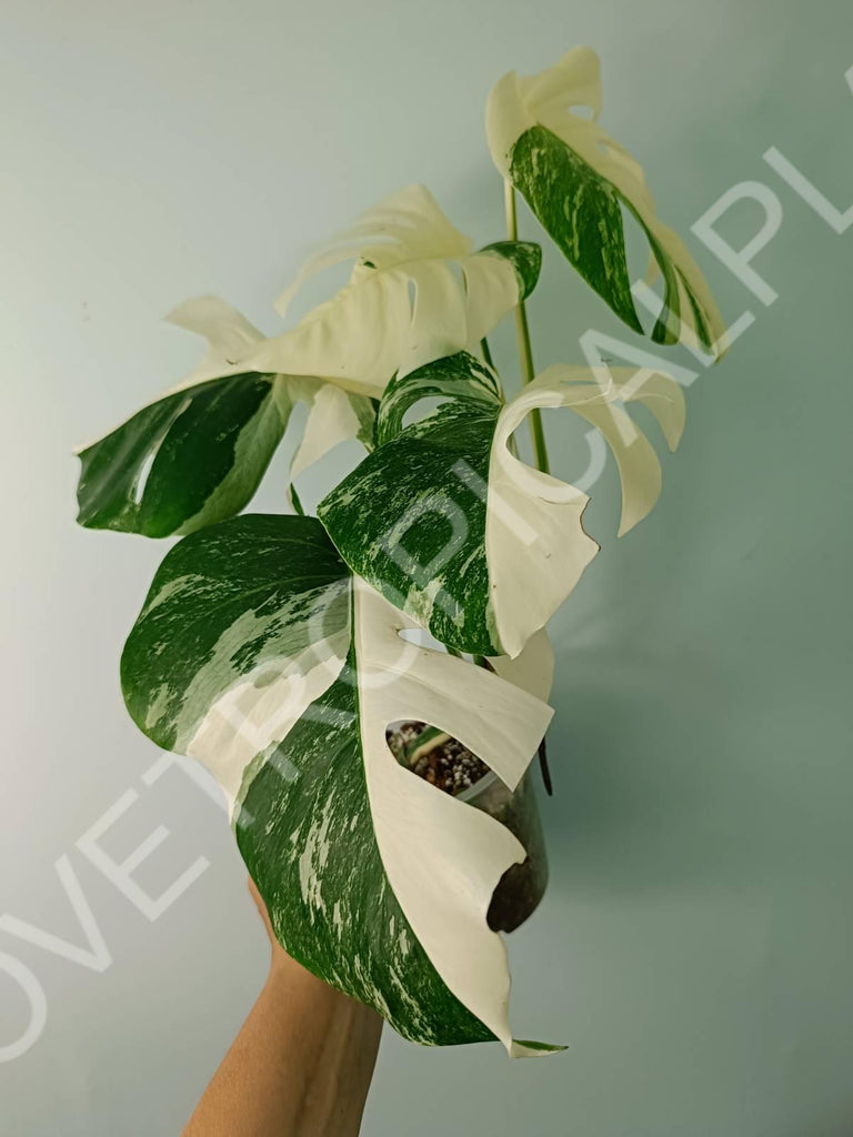 Monstera variegata albo