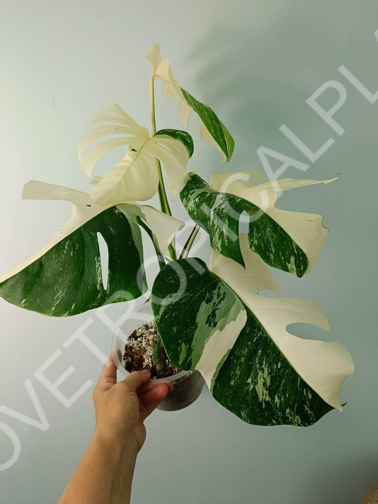 Monstera variegata albo