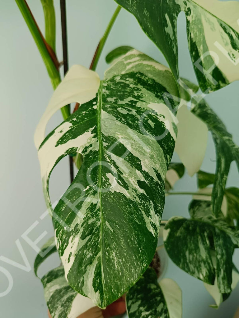 Monstera variegata albo