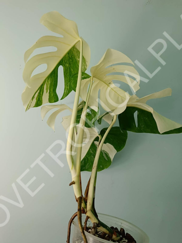 Monstera variegata albo