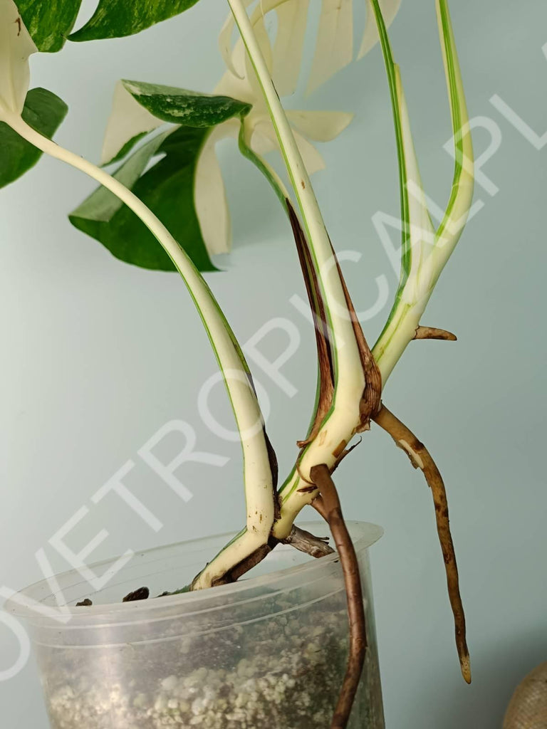 Monstera variegata albo