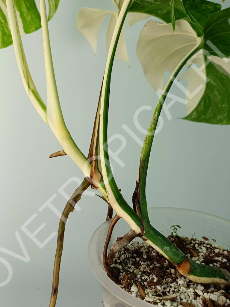 Monstera variegata albo