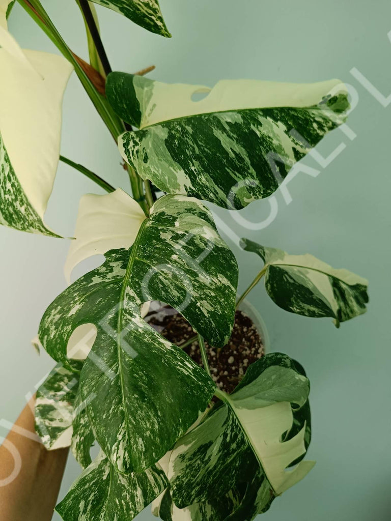 Monstera variegata albo