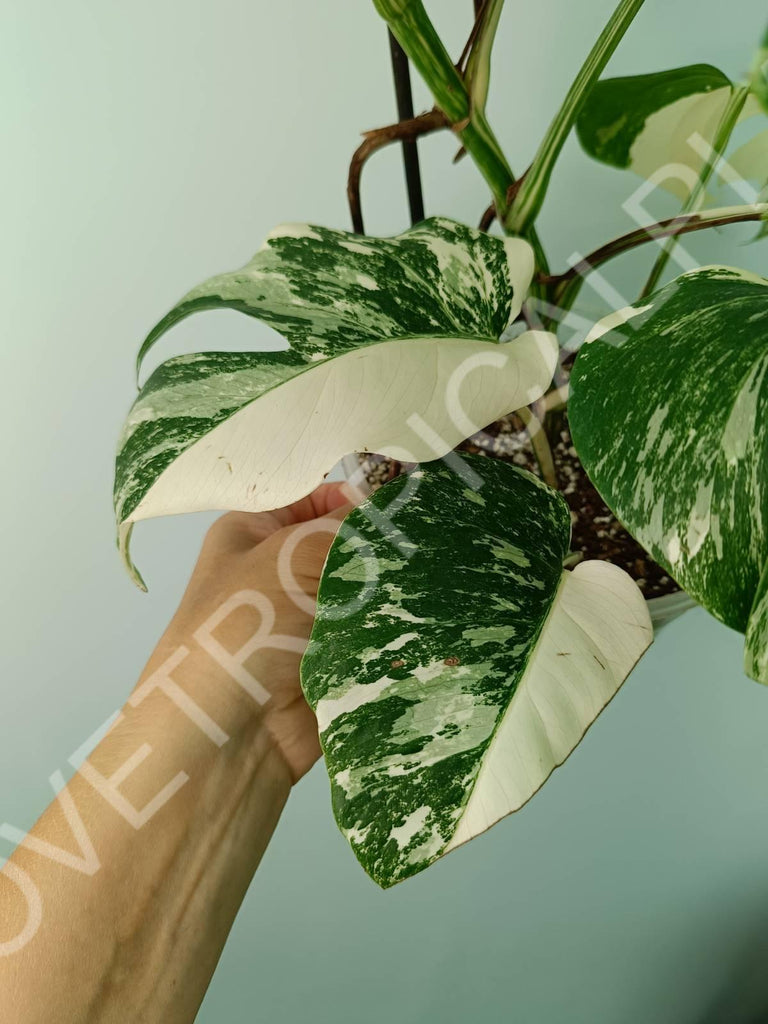 Monstera variegata albo