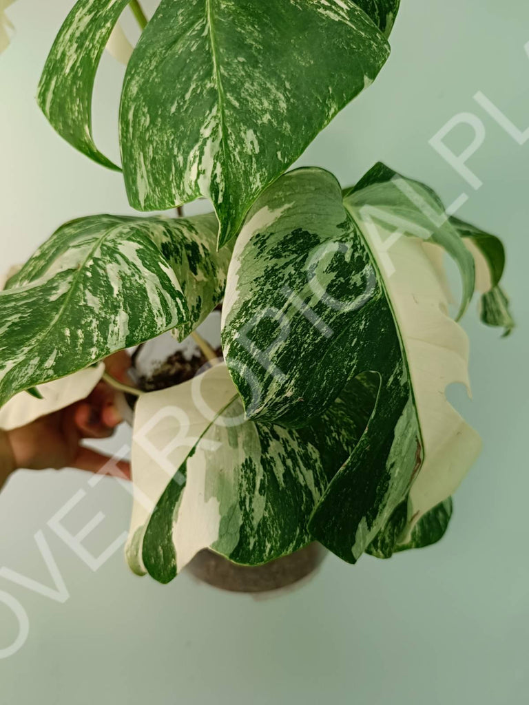 Monstera variegata albo