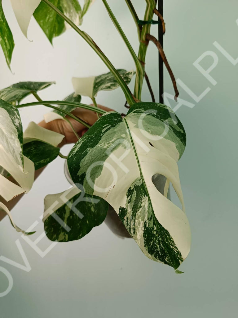 Monstera variegata albo