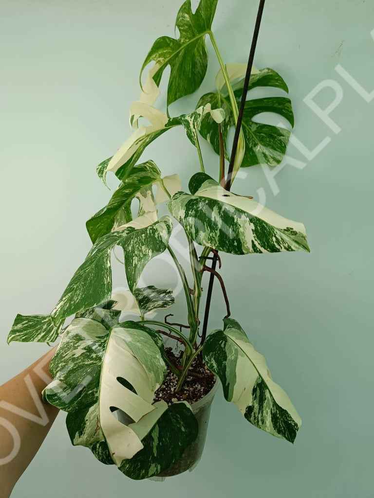 Monstera variegata albo