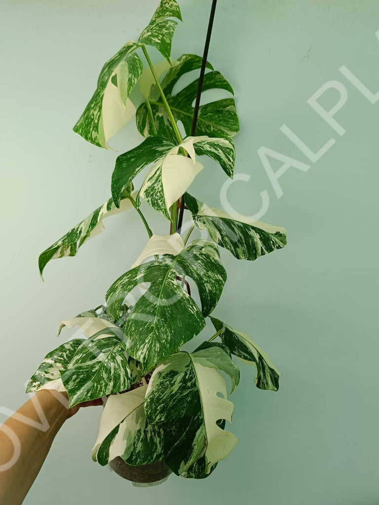 Monstera variegata albo