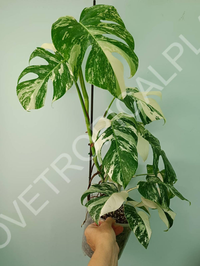 Monstera variegata albo