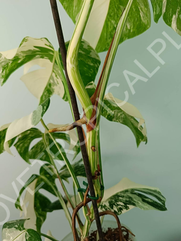 Monstera variegata albo