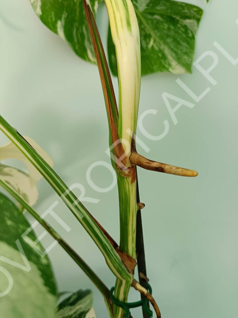 Monstera variegata albo