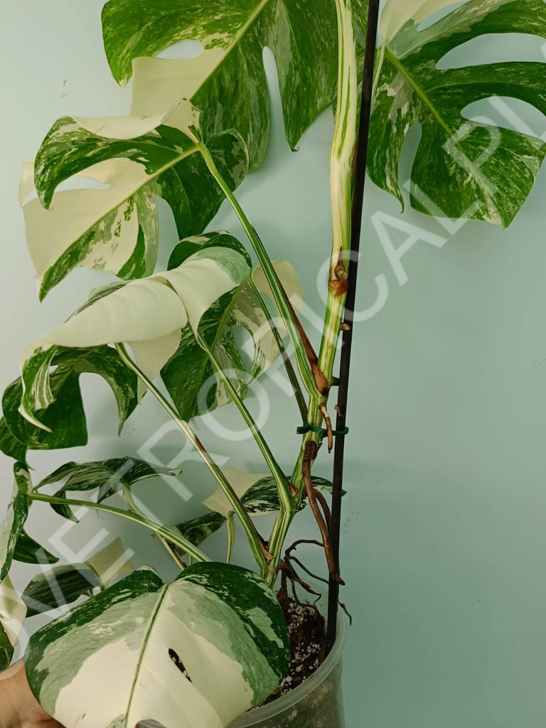 Monstera variegata albo