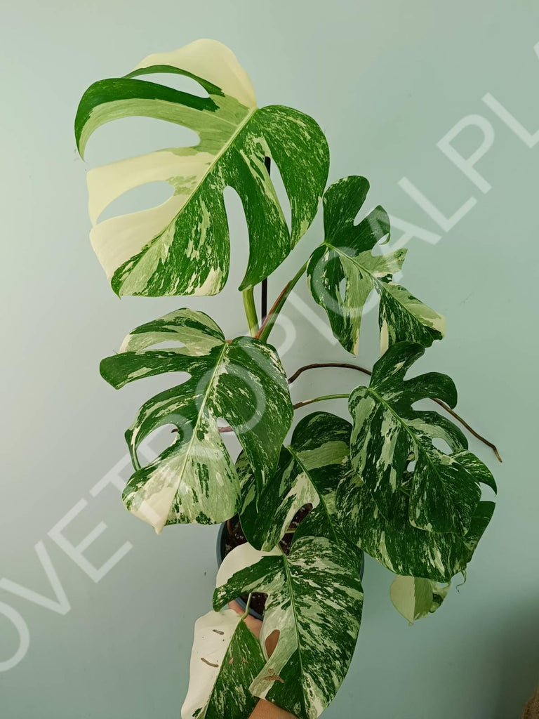 Monstera variegata albo