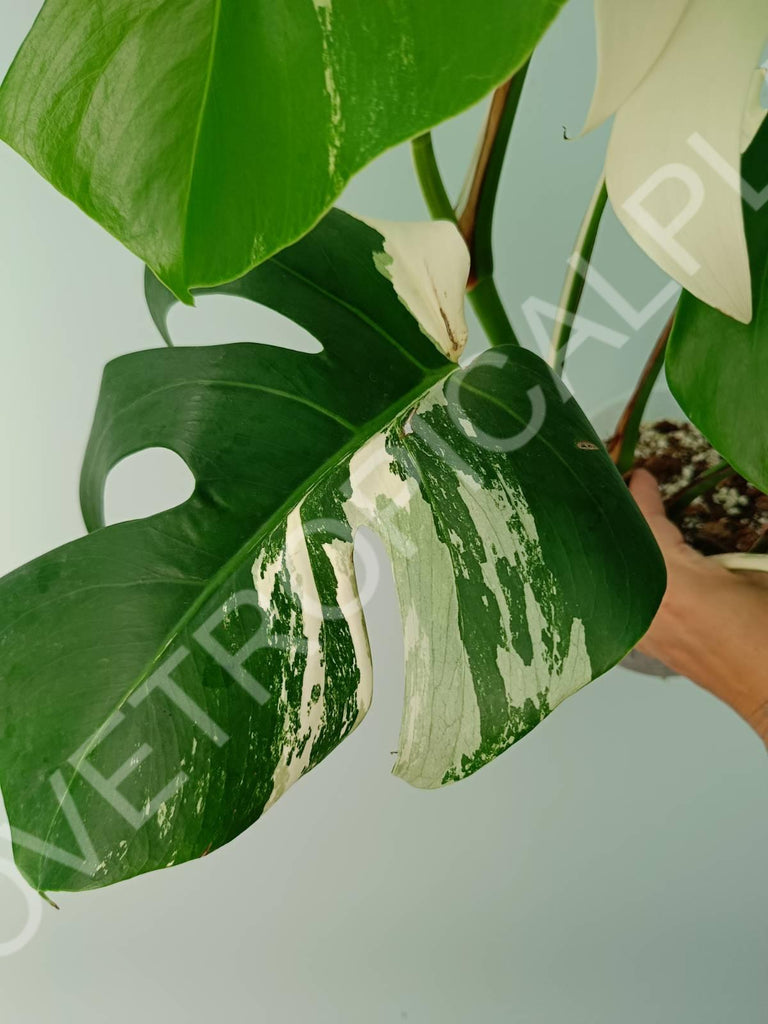 Monstera variegata albo