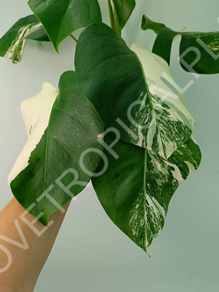 Monstera variegata albo