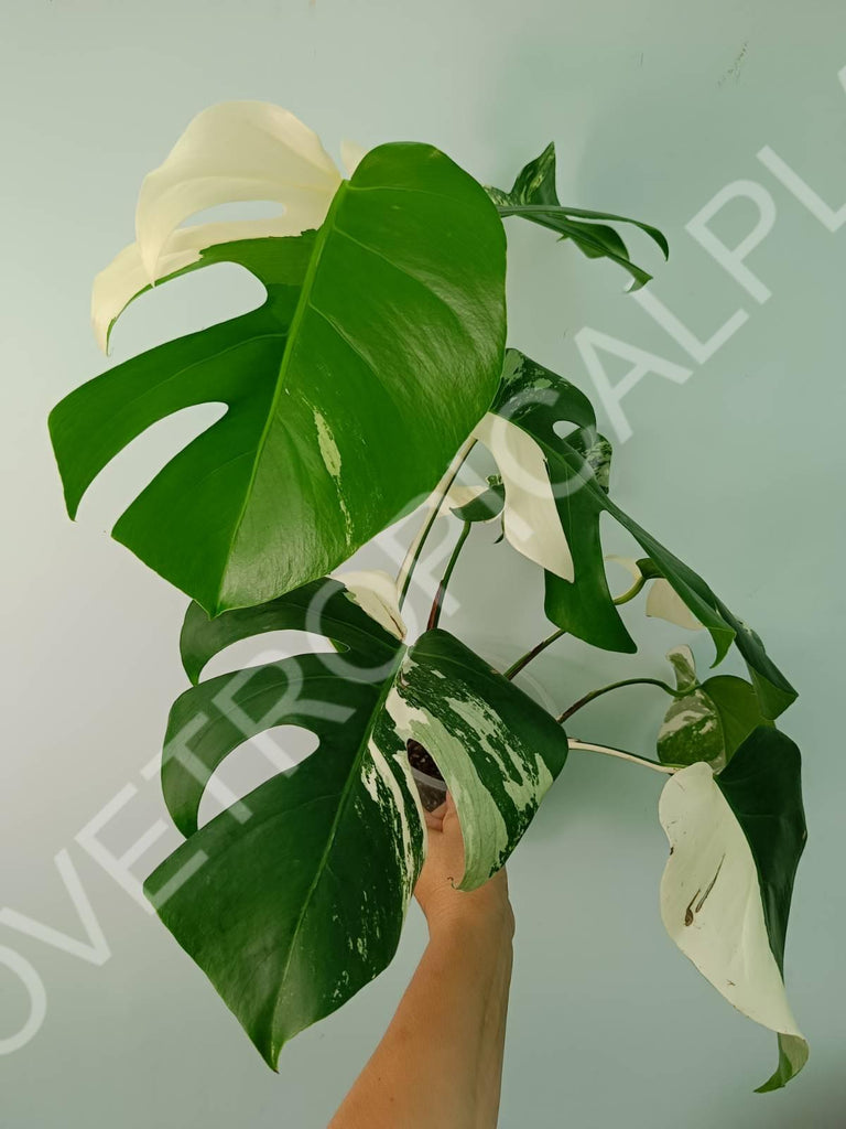 Monstera variegata albo