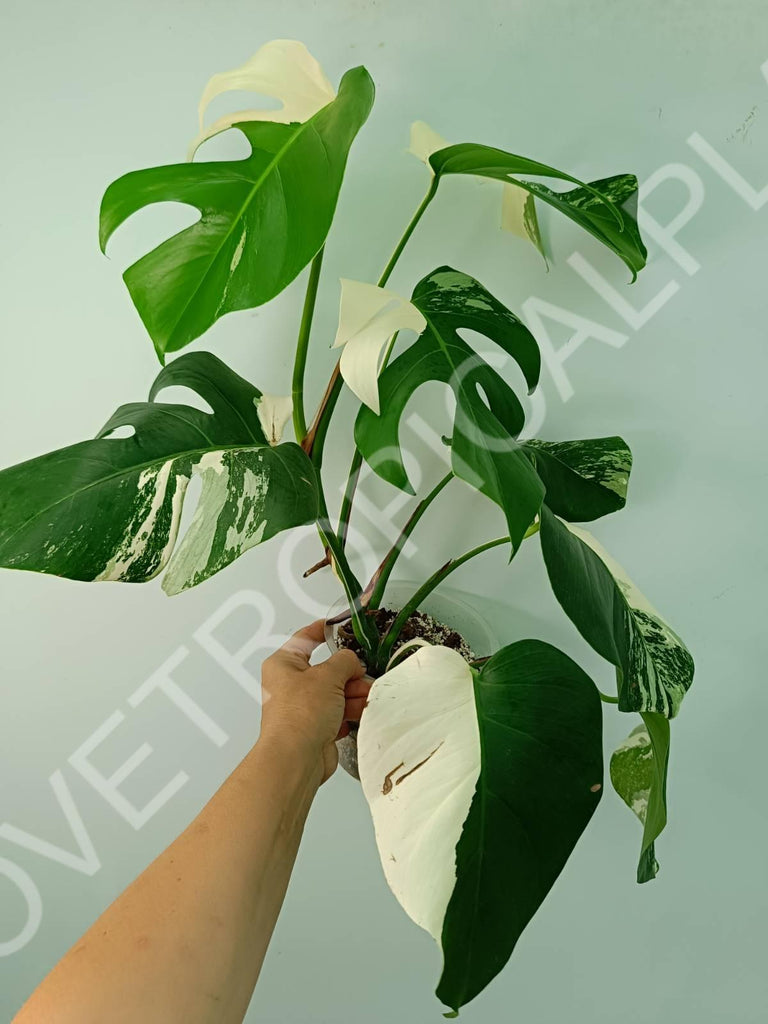 Monstera variegata albo