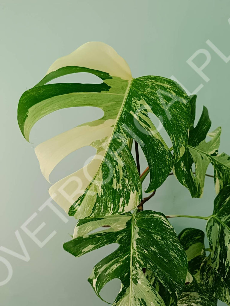 Monstera variegata albo