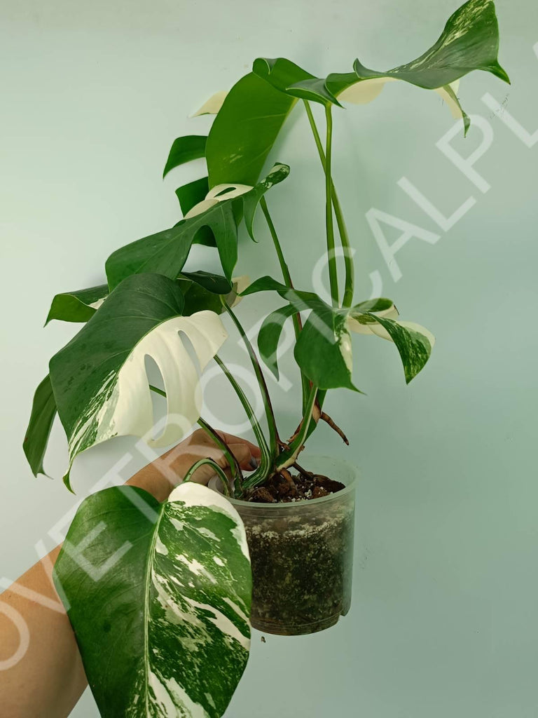 Monstera variegata albo