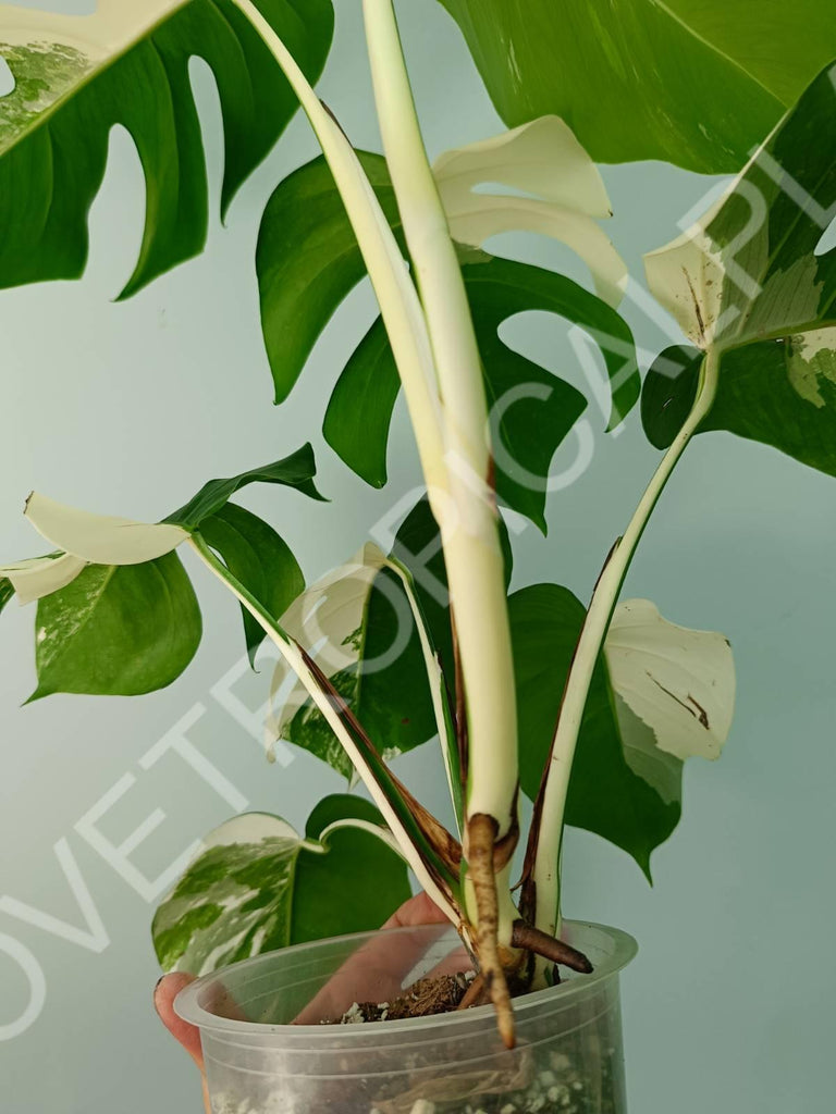 Monstera variegata albo