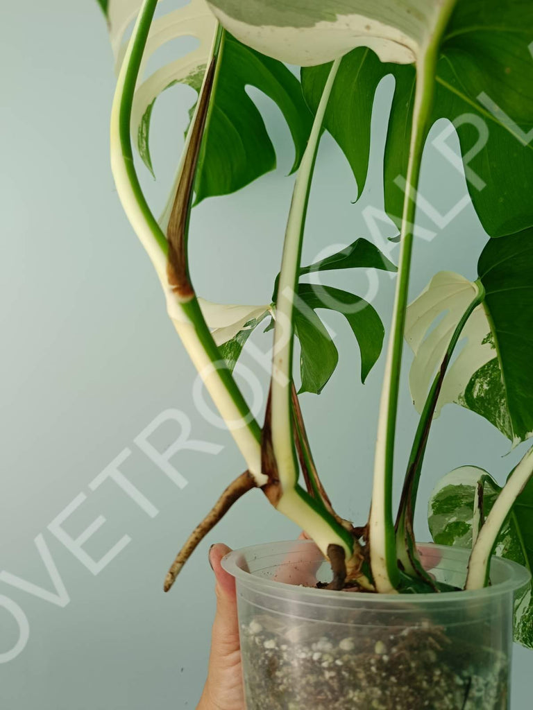 Monstera variegata albo