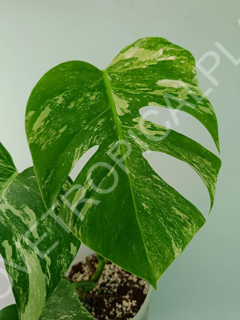 Monstera variegata albo