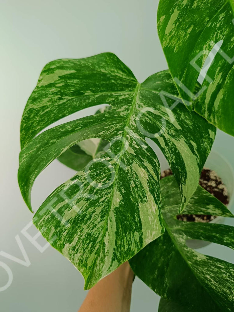 Monstera variegata albo