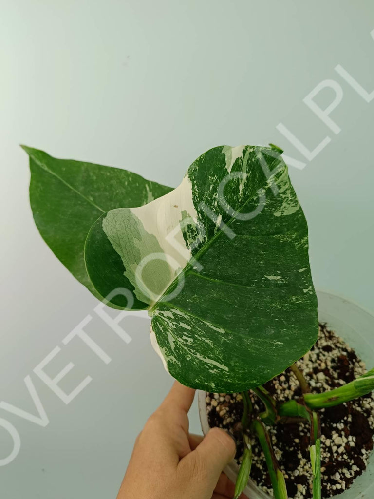 Monstera variegata albo