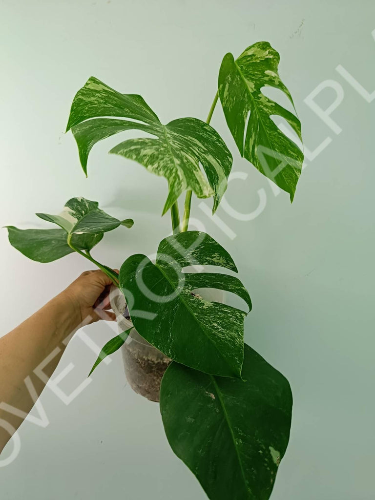 Monstera variegata albo