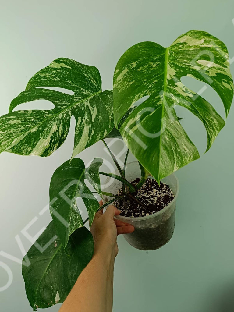 Monstera variegata albo