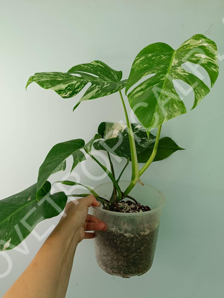 Monstera variegata albo