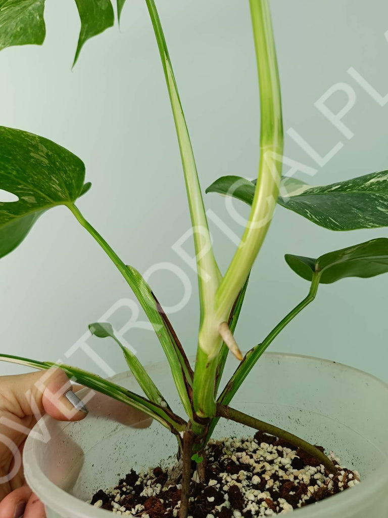 Monstera variegata albo