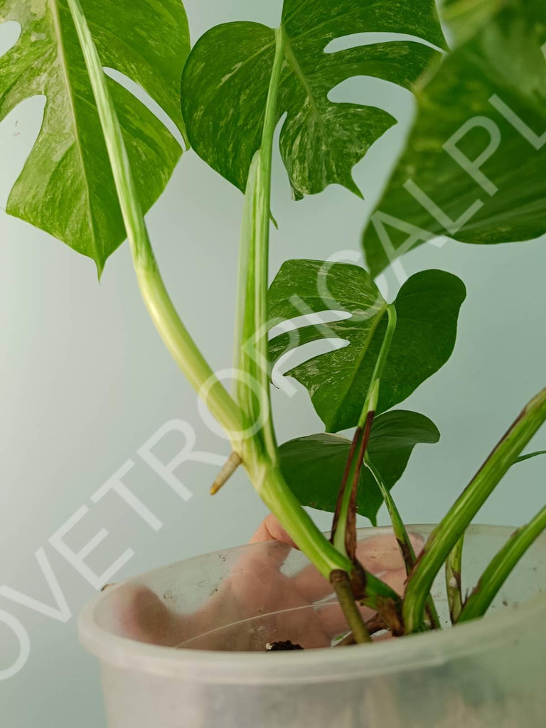 Monstera variegata albo