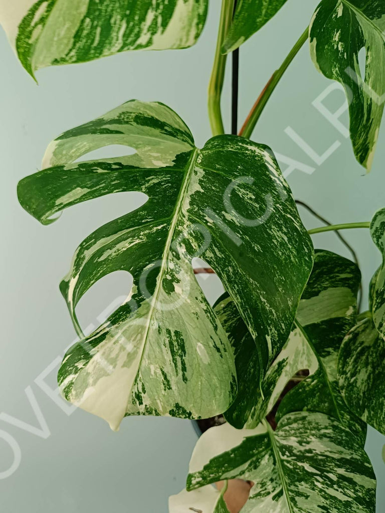 Monstera variegata albo