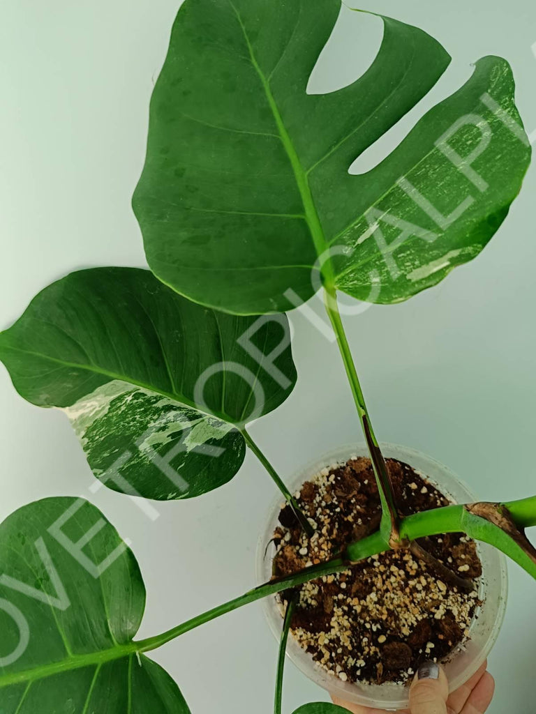 Monstera variegata albo