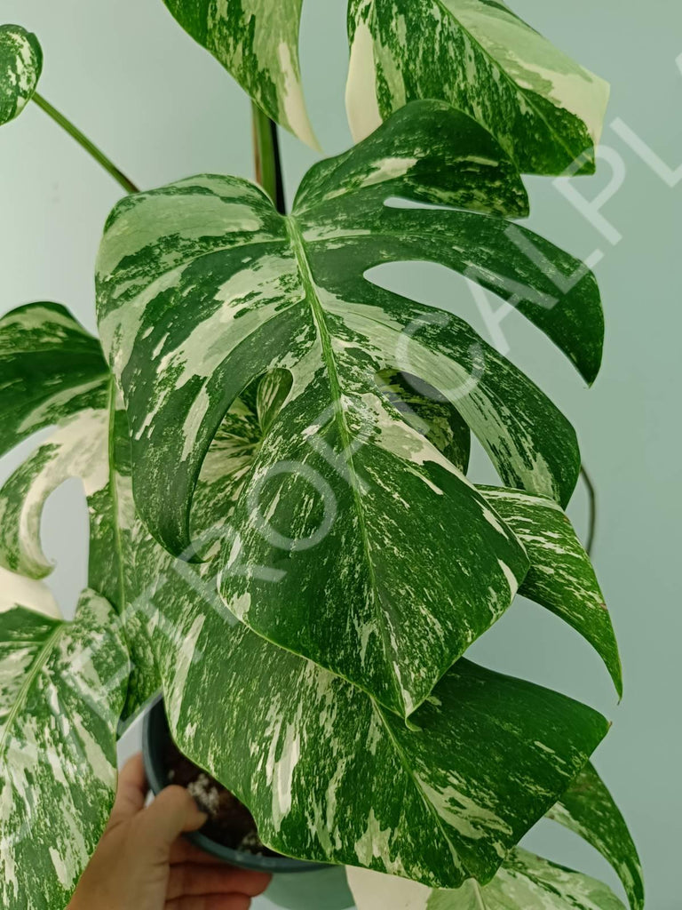 Monstera variegata albo