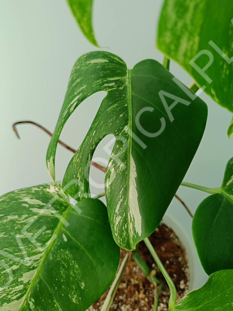 Monstera variegata albo