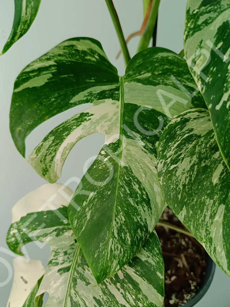 Monstera variegata albo