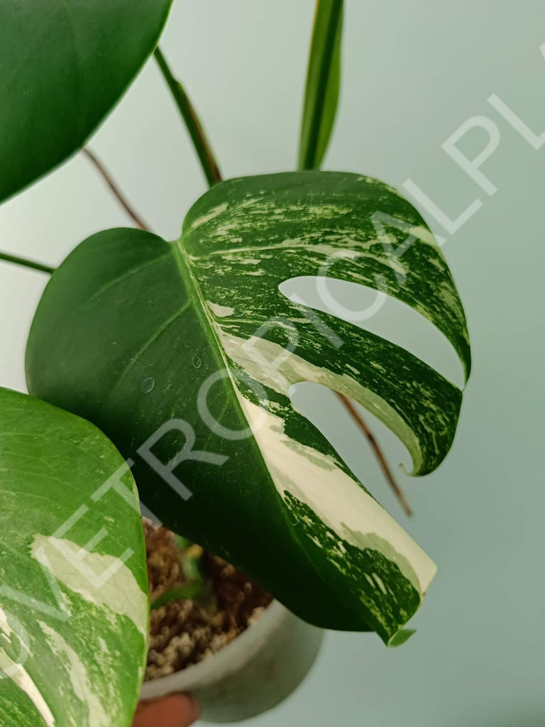 Monstera variegata albo