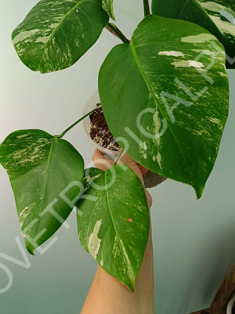 Monstera variegata albo