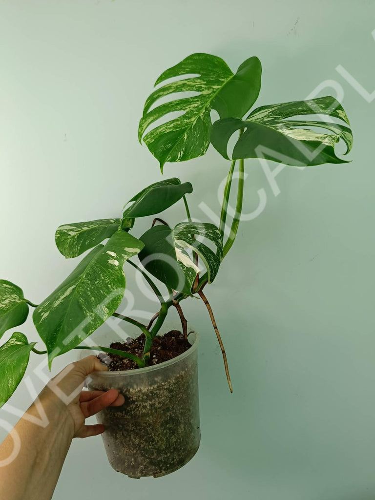 Monstera variegata albo