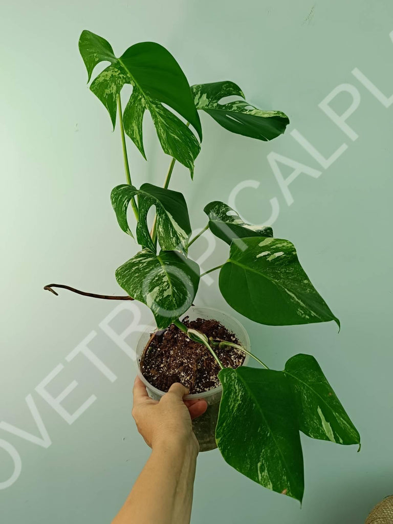 Monstera variegata albo