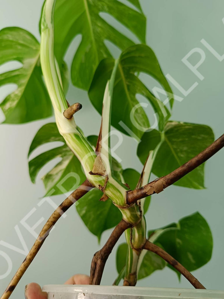 Monstera variegata albo