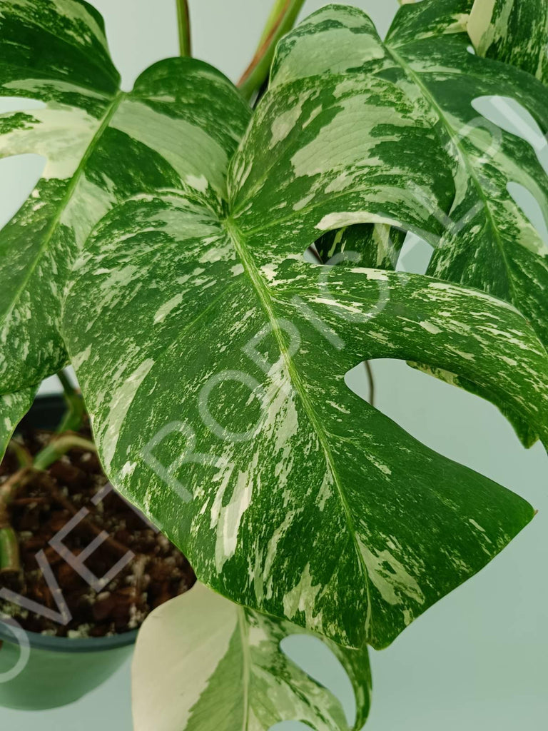 Monstera variegata albo