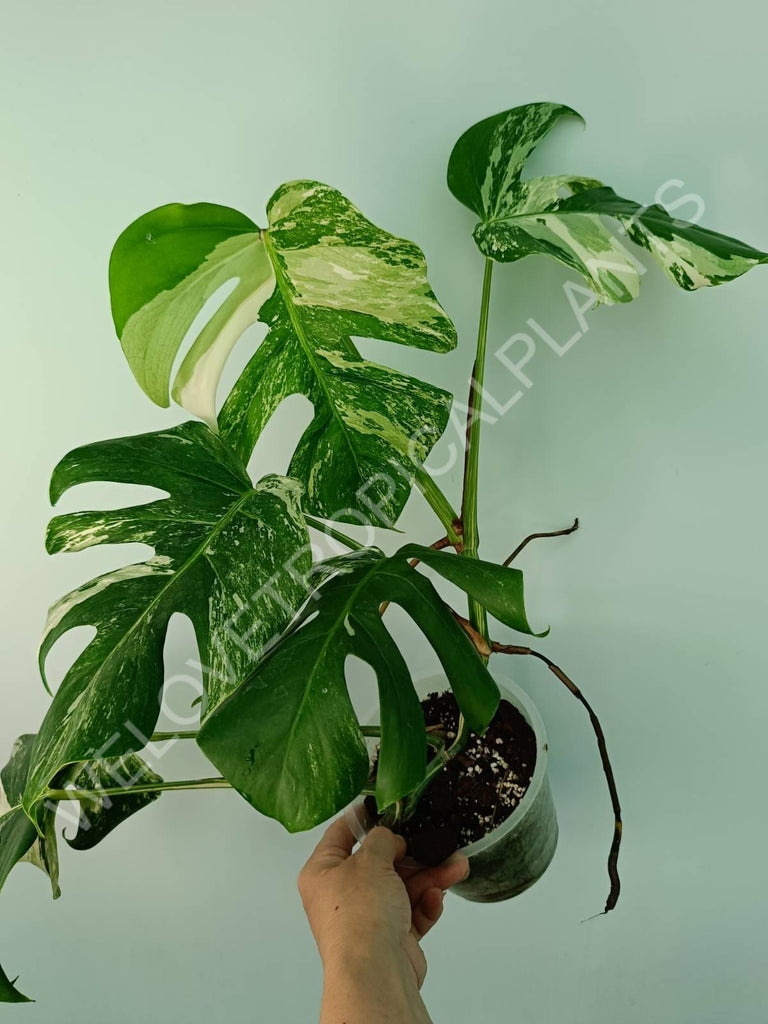 Monstera variegata albo