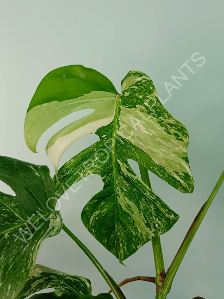 Monstera variegata albo