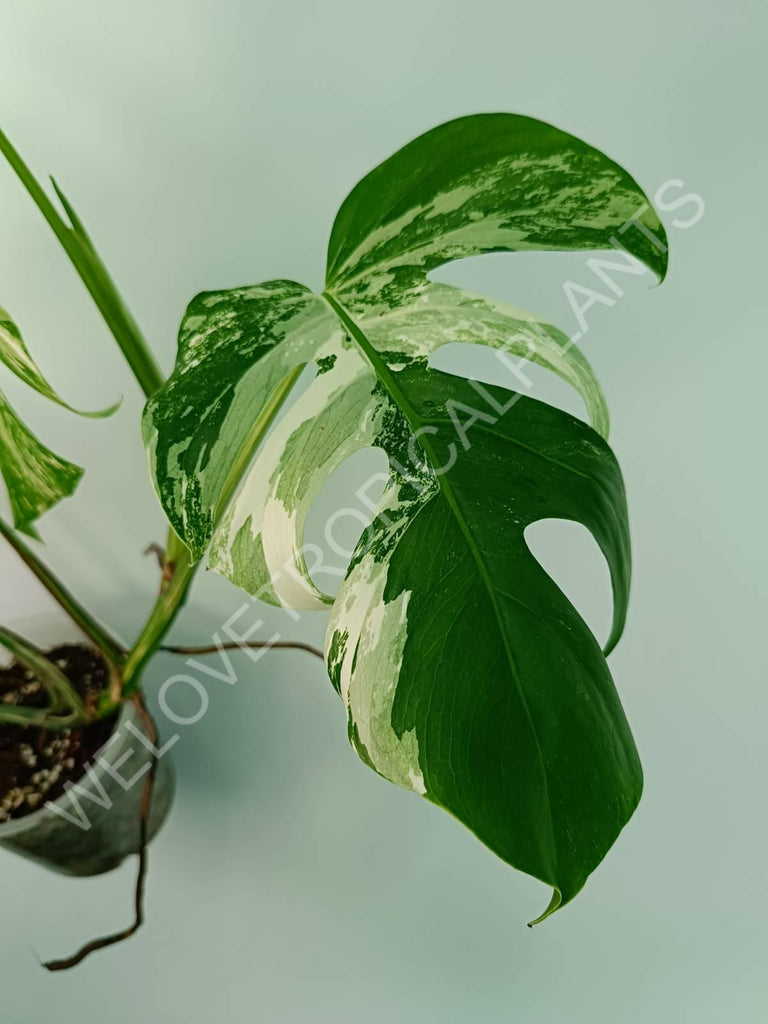 Monstera variegata albo